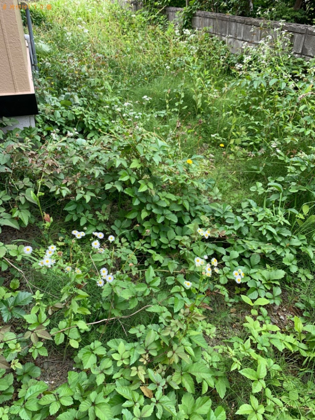 草刈り作業と刈った草の回収ご依頼　お客様の声